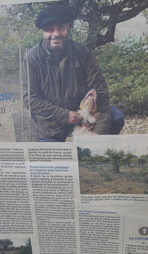 CHIEN POUR LES TRUFFES